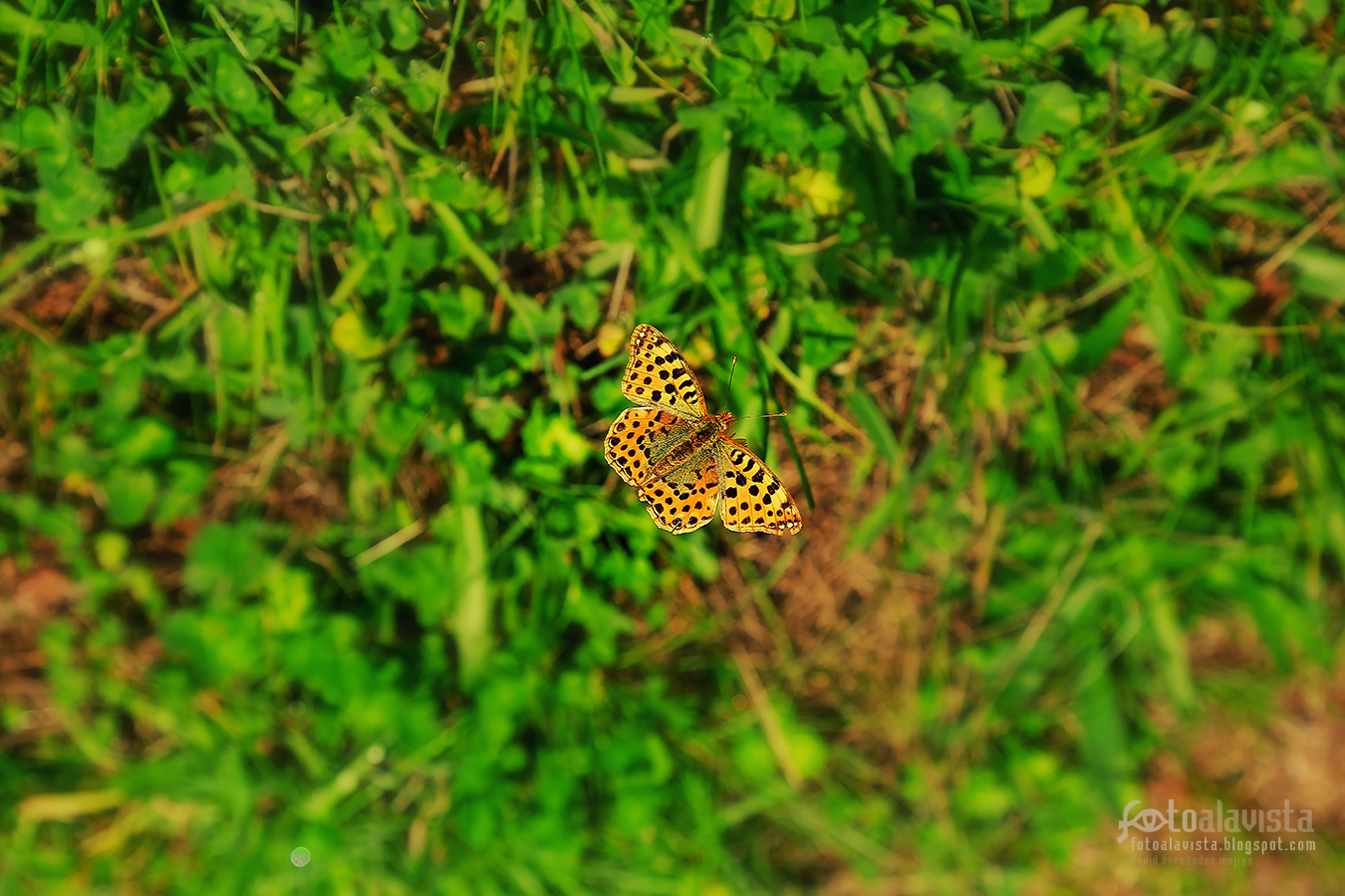 Mariposa flotante - Fotografía