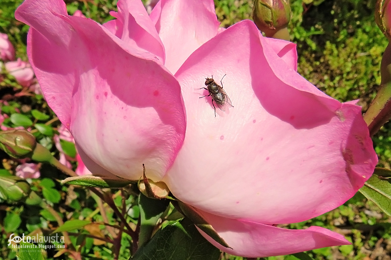 Rosa con mosca - Fotografía